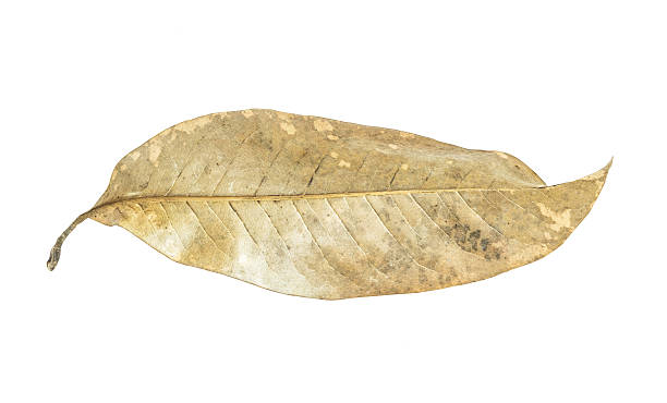 istock Dry leaves isolated on white background. 478516732