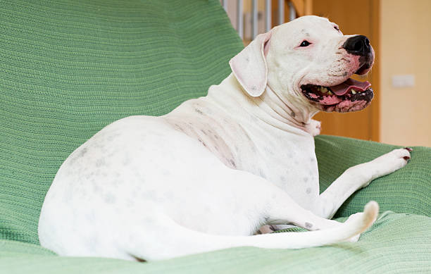 Dogo Argentino  at home Dogo Argentino resting  at home dogo argentino stock pictures, royalty-free photos & images