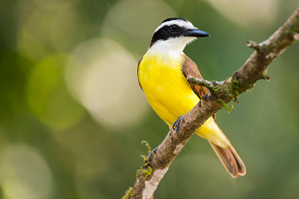istock Great Kiskadee, yellow bird in Costa Rica, 478517268