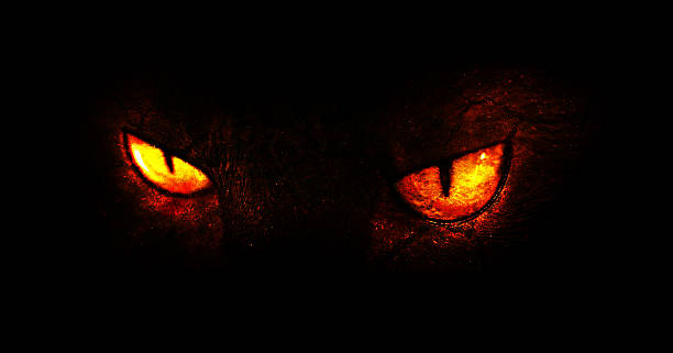 demonic augen - spooky mammal feline domestic cat stock-fotos und bilder