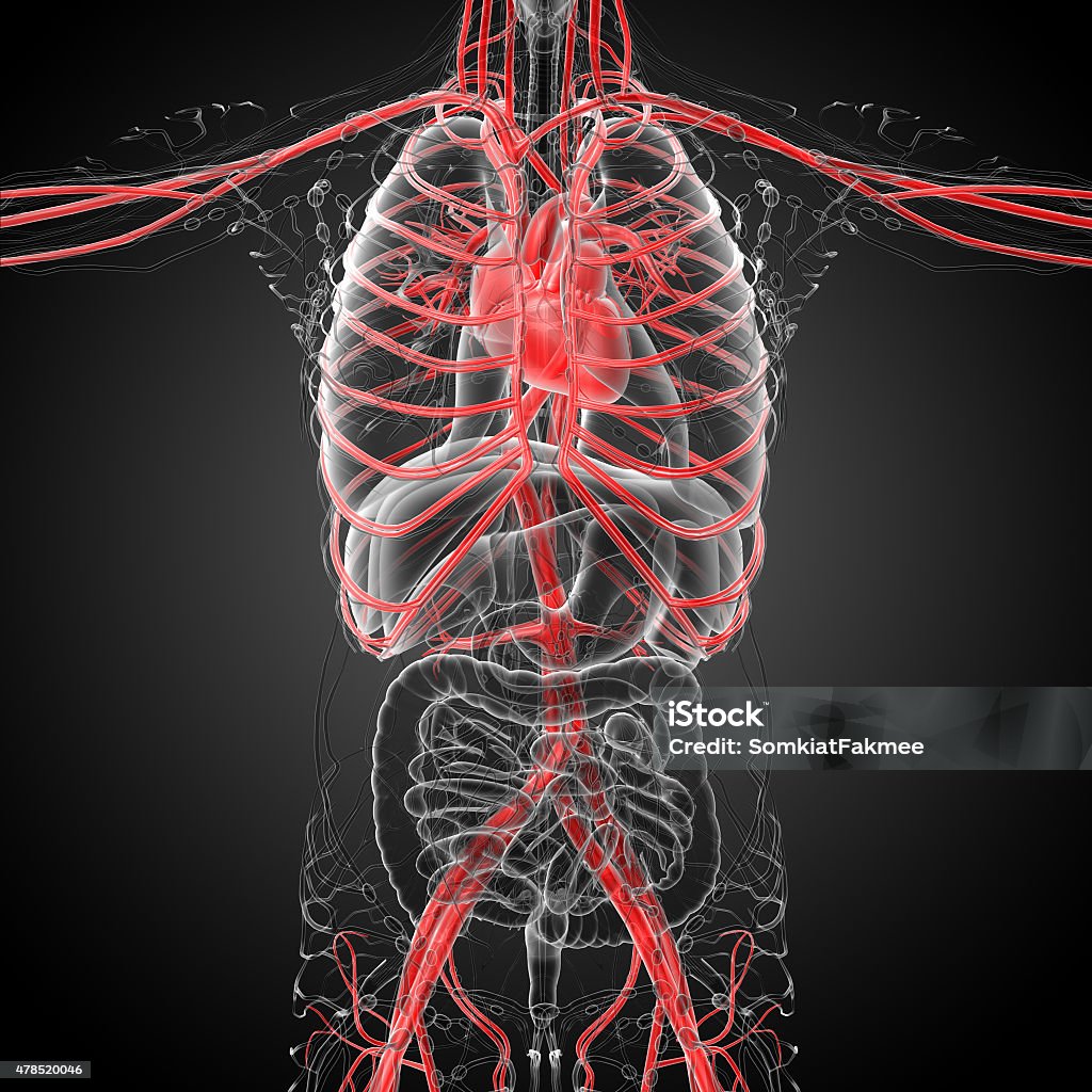 3d rendered medical illustration of a human heart 3d rendered medical illustration of a human heart - front view 2015 Stock Photo
