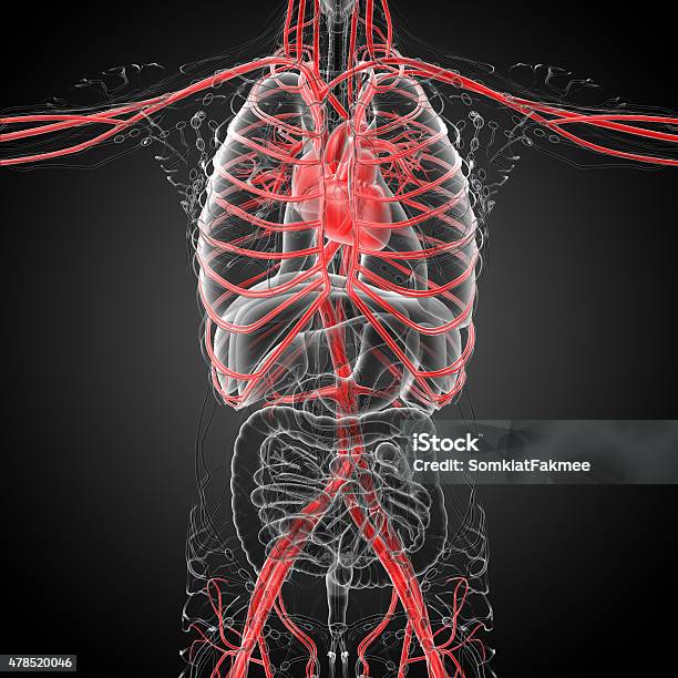 3d Rendered Medical Illustration Of A Human Heart Stock Photo - Download Image Now - 2015, Anatomy, Coronary Artery