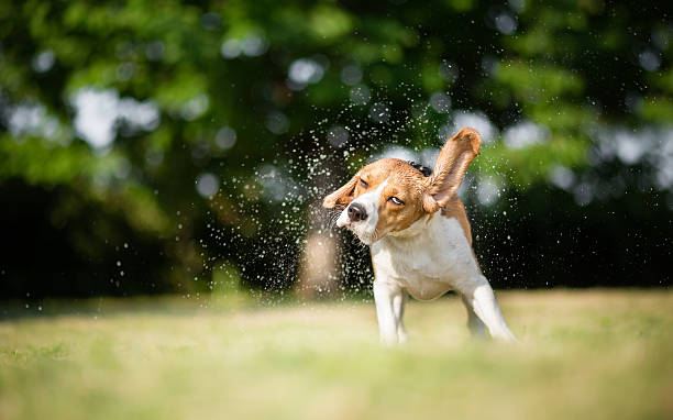 istock splashes of water - Beagle dog 478520292