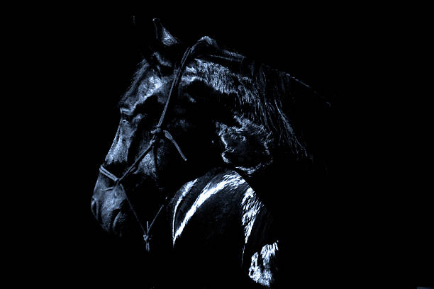 black horse on black background