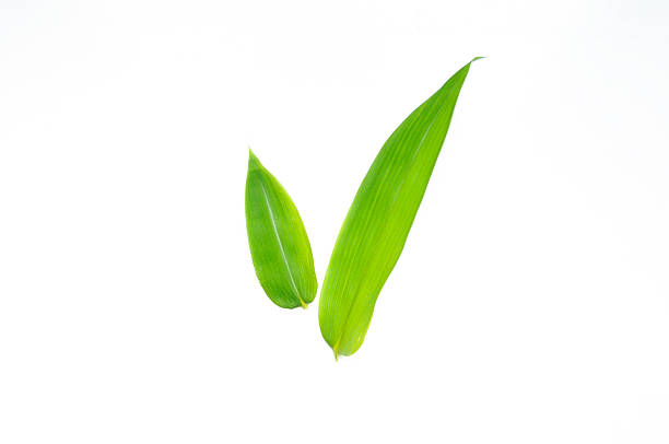 Bamboo Leaf Bamboo leaves taken with a white background bamboo leaf stock pictures, royalty-free photos & images