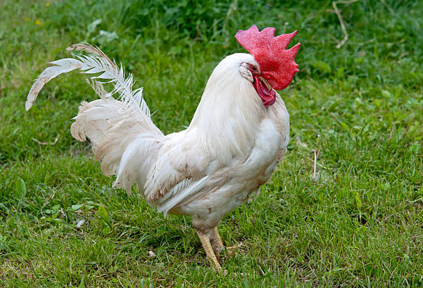 istock portrait of cock 478524574