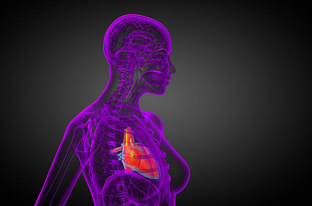 istock 3d rendered medical illustration of a human heart 478524924