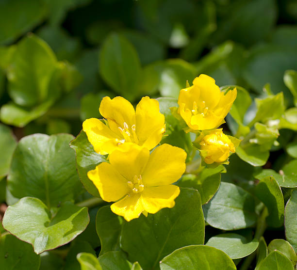 Moneywort, Creeping Jenny (Lysimachia nummularia)