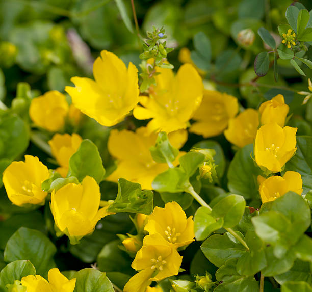istock Moneywort, Creeping Jenny (Lysimachia nummularia) 478525596