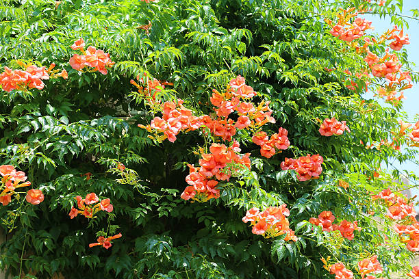 istock red flowers of a tropical tree in summer 478525882