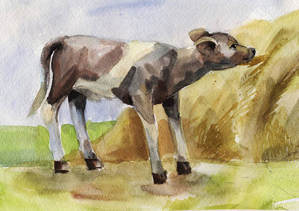 istock watercolor illustration of a calf eating hay 478528400