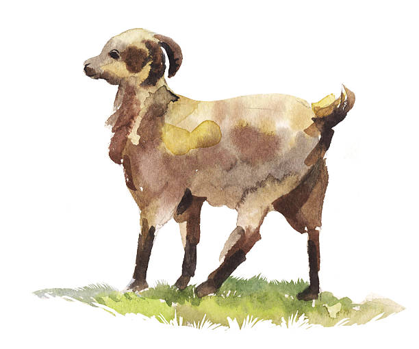 ilustraciones, imágenes clip art, dibujos animados e iconos de stock de watercolor goat illustration con un perfil - paintings sign astrology fortune telling
