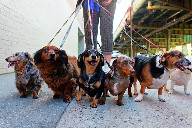 Array of dogs, dachshunds and beagles, being walked on urban sidewalk with legs of walker in the background