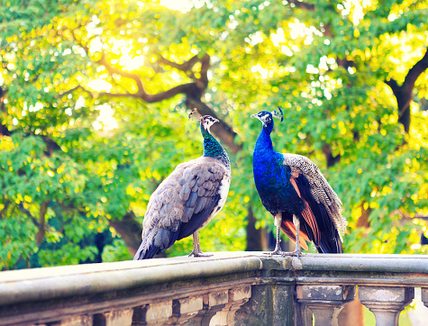 Beautiful male and female indian peacocks (Pavo cristatus) photographed in a park.
