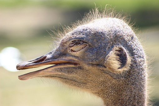 Ostrich (Struthio camelus) head closeup with open mouth