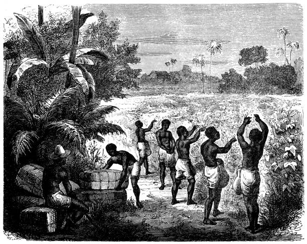 istock Antique illustration of slaves in cotton field 478529292