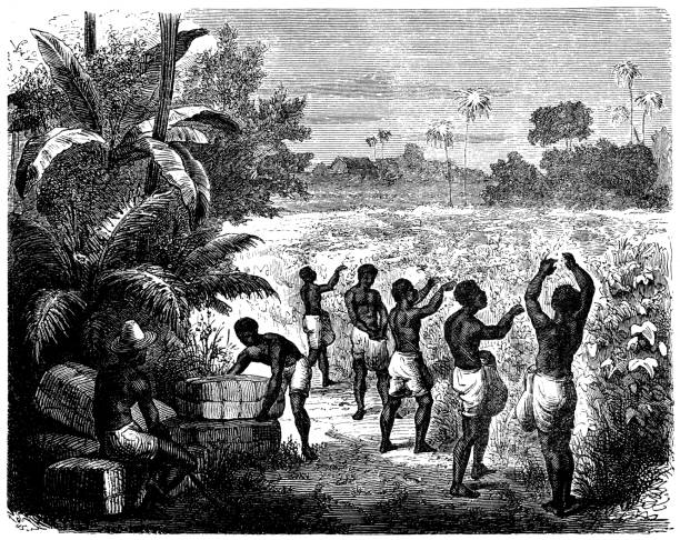 Antique illustration of slaves in cotton field Antique illustration of slaves in cotton field drawing of slaves working stock illustrations