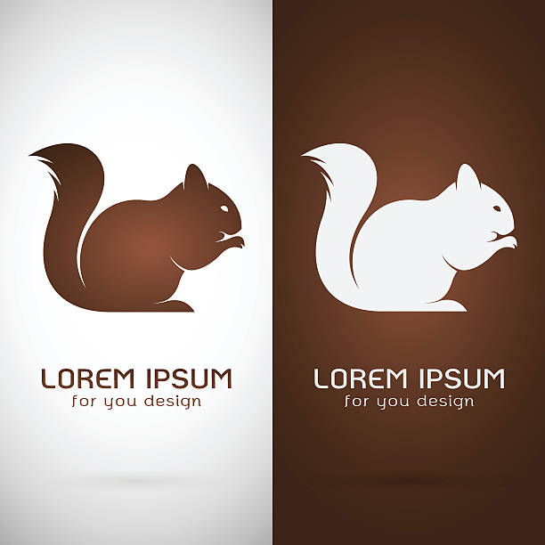 Vector image of an squirrel design Vector image of an squirrel design on white background and brown background, Logo, Symbol background of the crazy squirrel stock illustrations