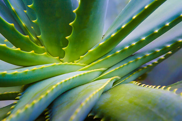 Aloe Vera Plant Close Up Close up of Aloe Vera Plant.  aloe plant alternative medicine body care stock pictures, royalty-free photos & images