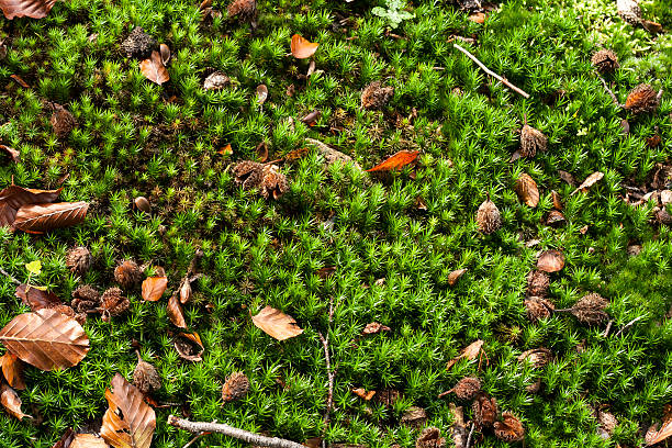 istock green nature background with green tinny plants 478529906