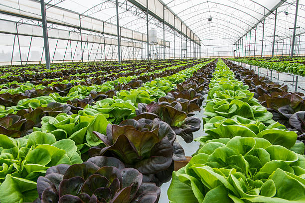 istock Lettuce crops in greenhouse 478530300