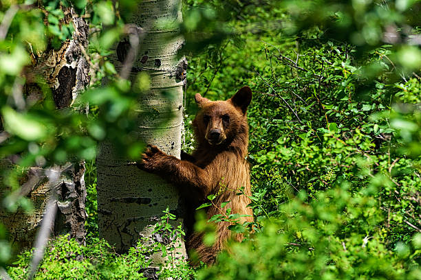 Ours brun dans un environnement naturel - Photo