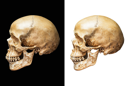 Side of human skull isolated on black and white background with clipping path