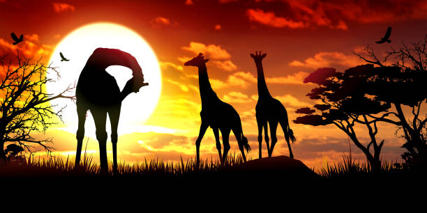 istock African Giraffes at the sunset wildlife scenery 478532876