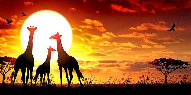 istock African Giraffes at the sunset wildlife scenery 478532878