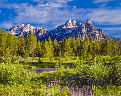 Alpine flowers growing on the slopes near Trout Lake and Mount Horniday in Yellowstone National Park.