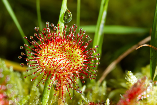 Sundew (or Drosera) is a beautiful carnivorous plant. This image is an extreme macro shot of the sticky tentacles of this plant. As soon as an insect hits the flower, the tentacles will fold themselves around the poor beastt and it will be digested alive by the enzymes present in the sticky fluid droplets.