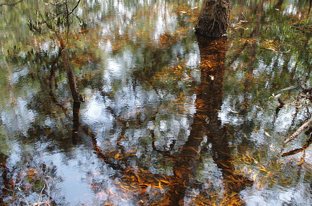 Free picture: Reflection of trees in water with slight ripples on the ...