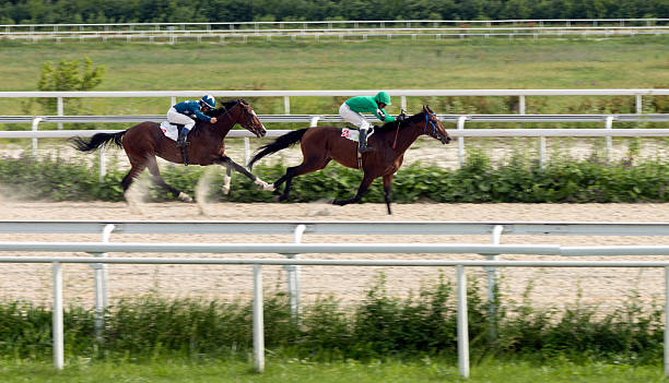 競馬場 - horse horse racing animal head horseracing track ストックフォトと画像