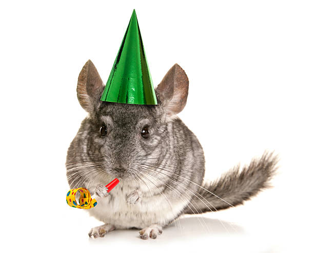 Chinchilla birthday party Chinchilla wearing party hat and blower cutout chinchilla lanigera stock pictures, royalty-free photos & images