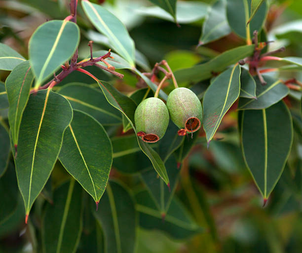 eucalyptus branch - bluegum tree photos et images de collection