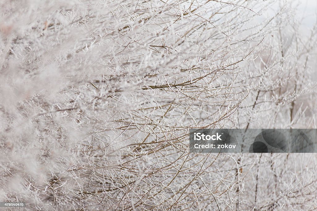 branch with hoarfrost branch with hoarfrost as background 2015 Stock Photo