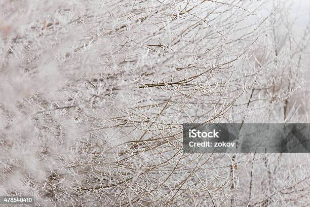 Branch With Hoarfrost Stock Photo - Download Image Now - 2015, Abstract, Backgrounds