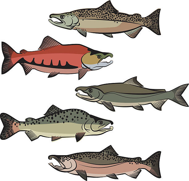 illustrazioni stock, clip art, cartoni animati e icone di tendenza di salmone specie di colore - sockeye salmon immagine