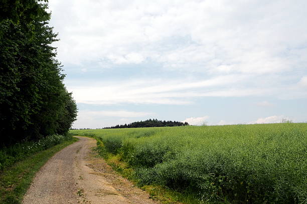Between forest and fields A bending field cart road between the forest edge and a high grown, ripened canola field towards the cloudy sky. Picture taken in June, near Leinheim, Bavaria. kultivieren stock pictures, royalty-free photos & images