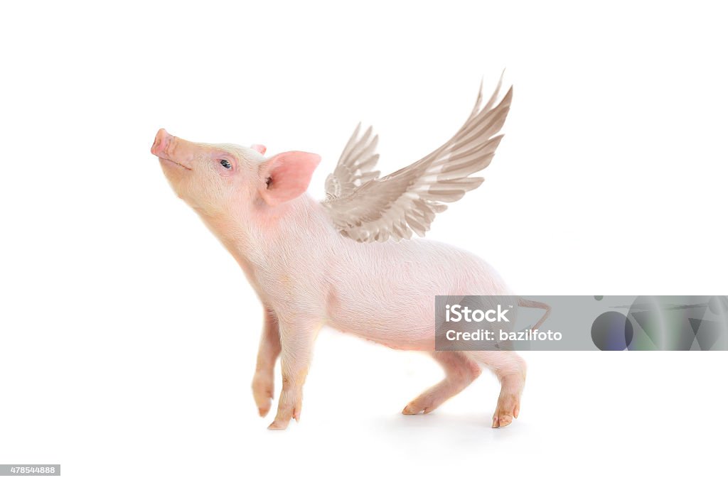 pig piglet with wings isolated on white, studio shot Pig Stock Photo