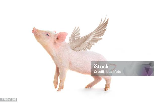 Pig Stock Photo - Download Image Now - Pig, Animal Wing, White Background