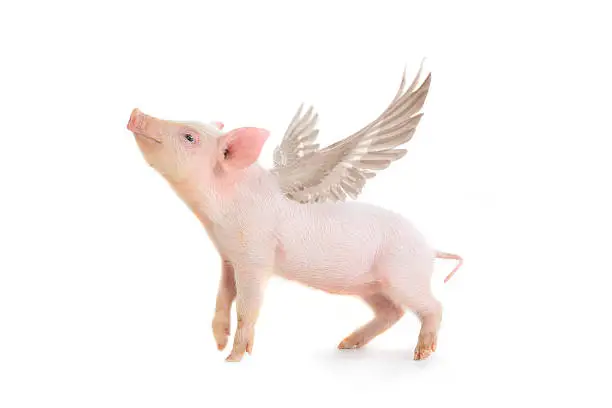 piglet with wings isolated on white, studio shot