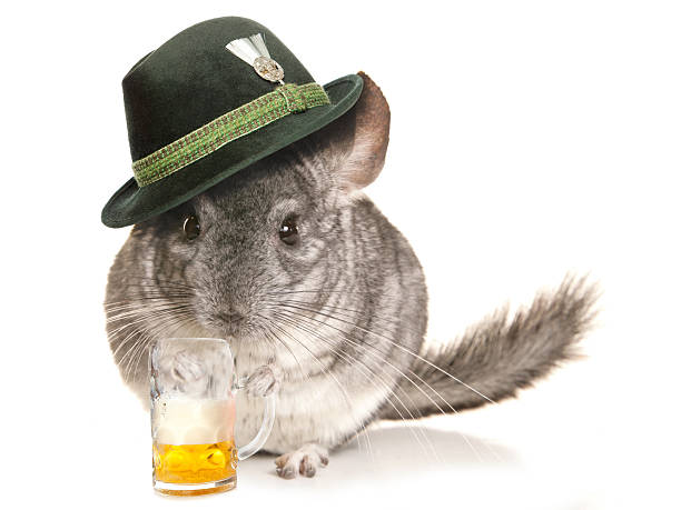 Chinchilla wearing beer festival hat with pint Chinchilla wearing beer festival hat with pint cutout chinchilla lanigera stock pictures, royalty-free photos & images