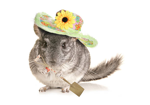 Chinchilla gardener Chinchilla gardener with spade cutout chinchilla lanigera stock pictures, royalty-free photos & images