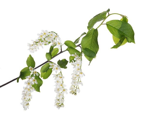 istock large isolated  branch of isolated bird cherry tree 478545118