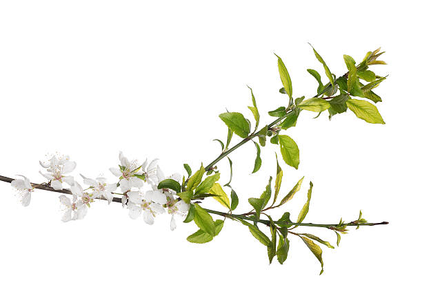 istock bright green leaves and blooms on cherry tree 478545122