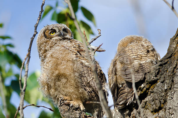 istock Young Owlet High In Its Nest Looking Across Tree Tops 478545236