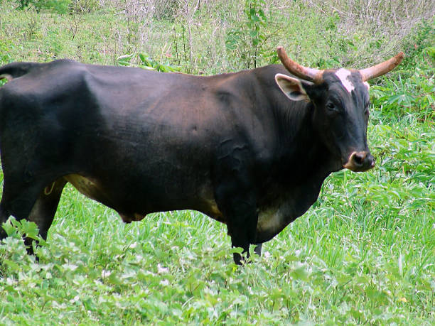 istock Good Looking Bull-Animal In Wild 478545742