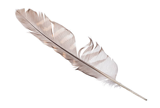 istock variegated falcon feather isolated on white 478545824