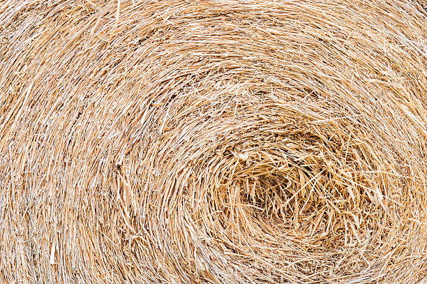 istock Golden hay background, bale, straw, haystack, yellow 478547160
